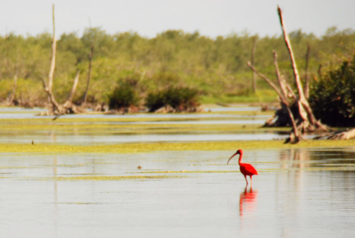 Rode Ibis aan het jagen