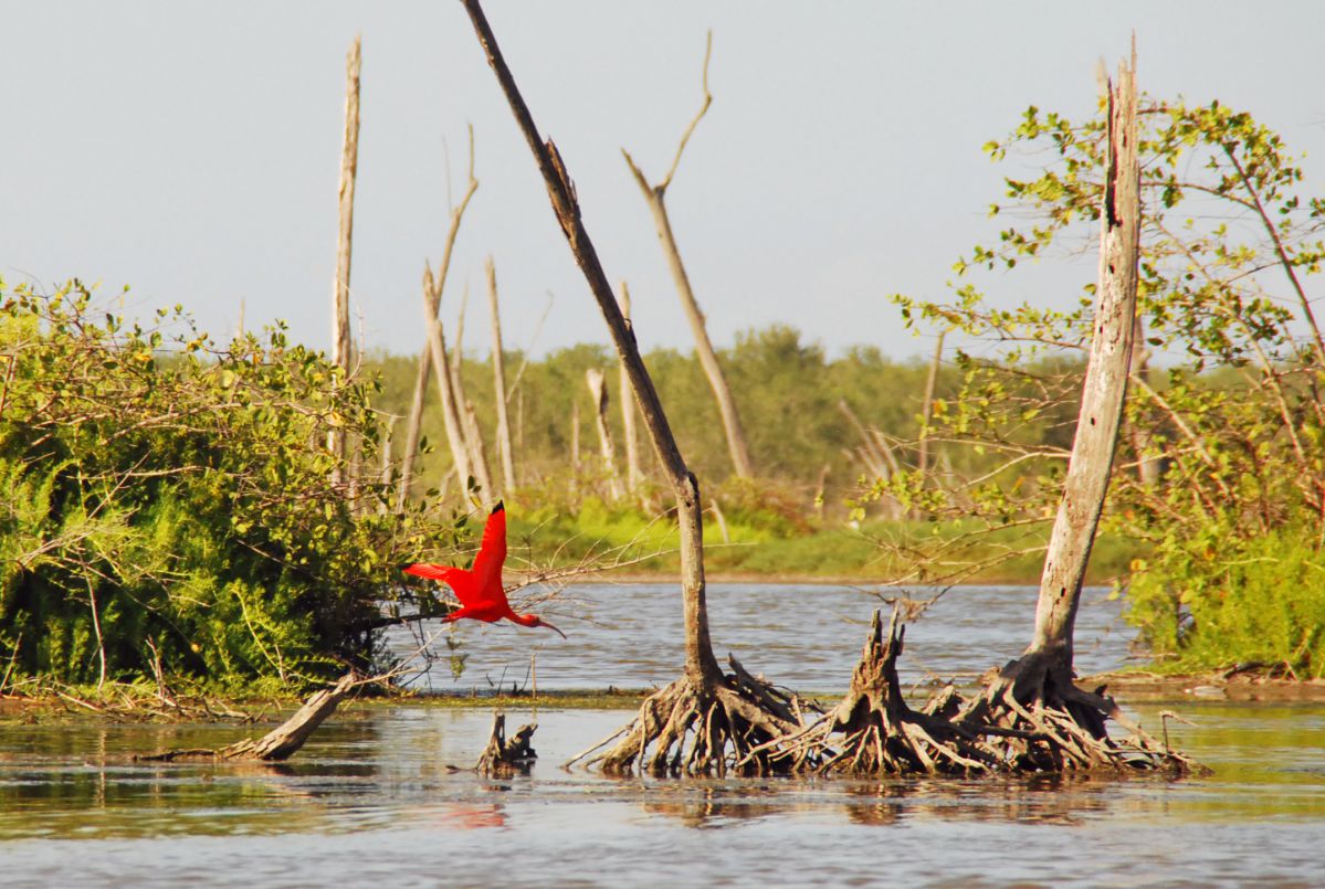 Rode Ibis strijkt neer om te eten
