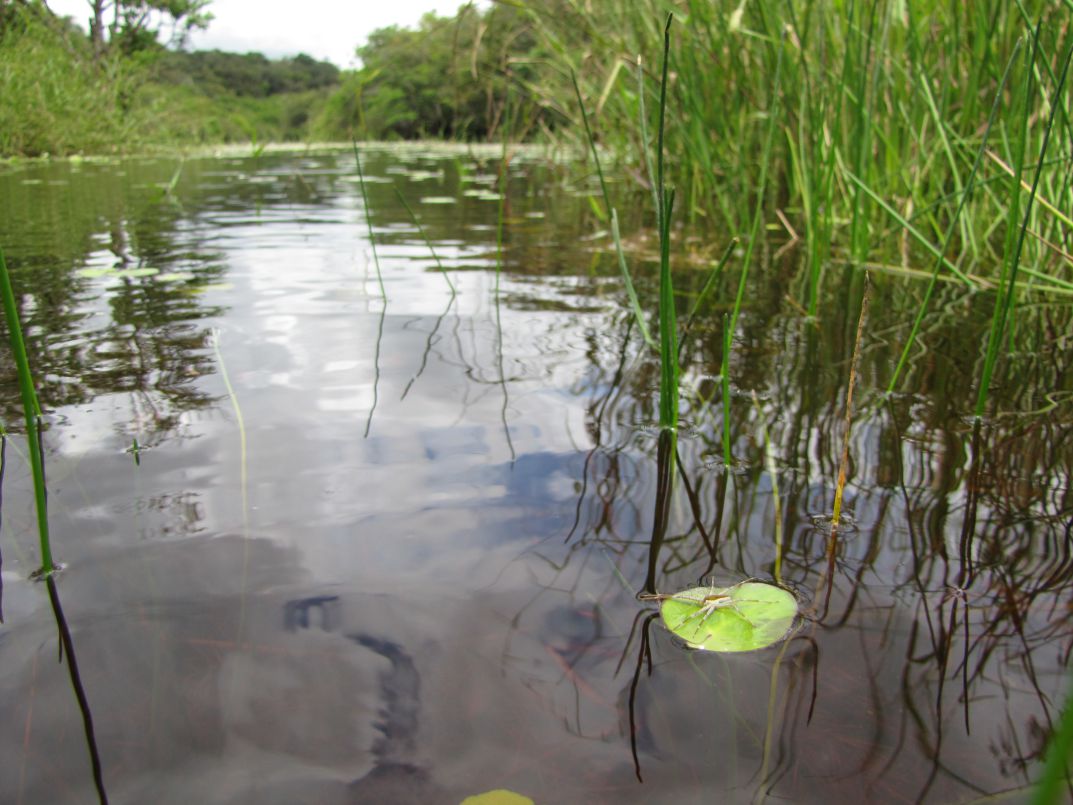Startpunt Coesewijne kano