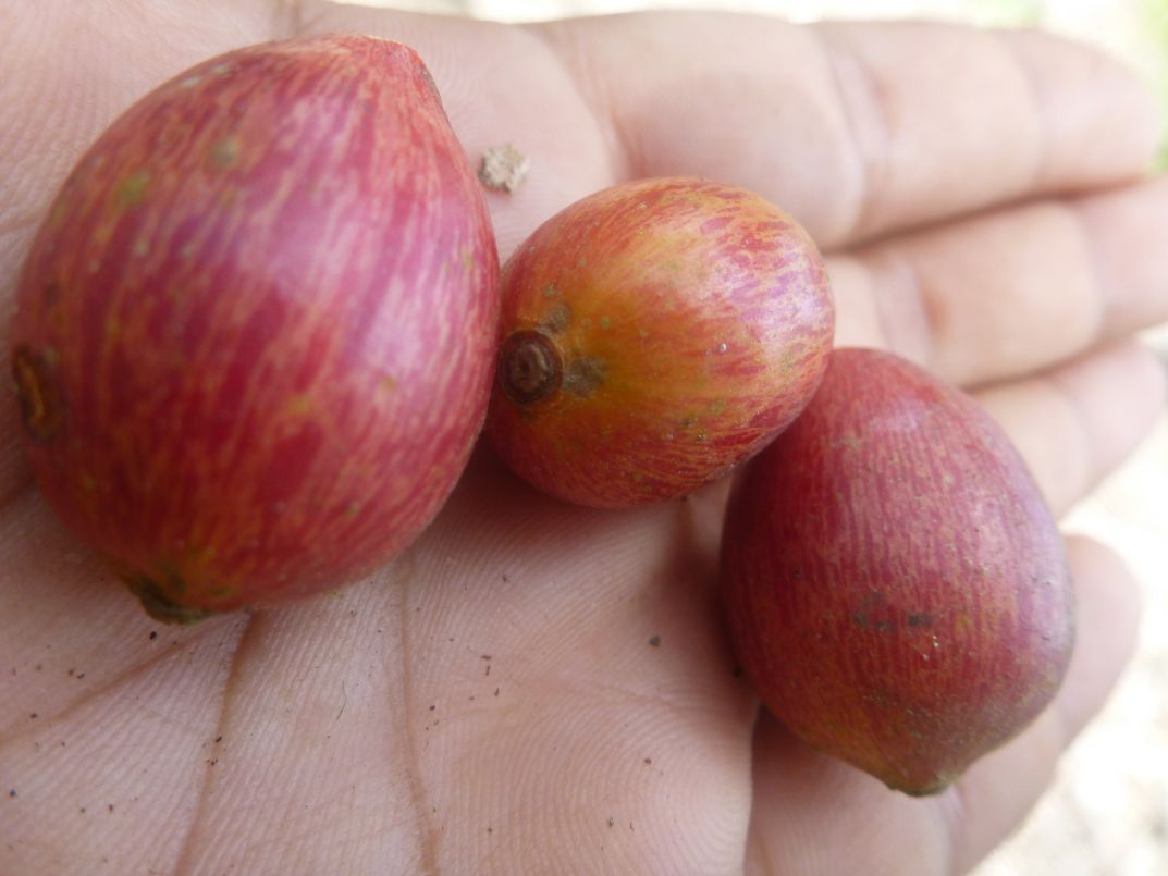 Vruchten te Peperpot