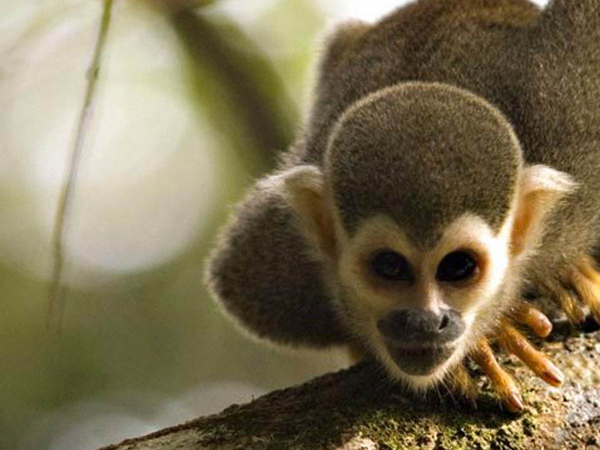 Squirrel monkey