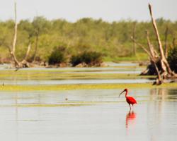 Rode Ibis aan het jagen