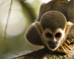 Doodskop aapje te Peperpot