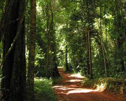 Brownsberg pad door het bos