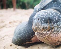 Braamspunt zeeschildpad