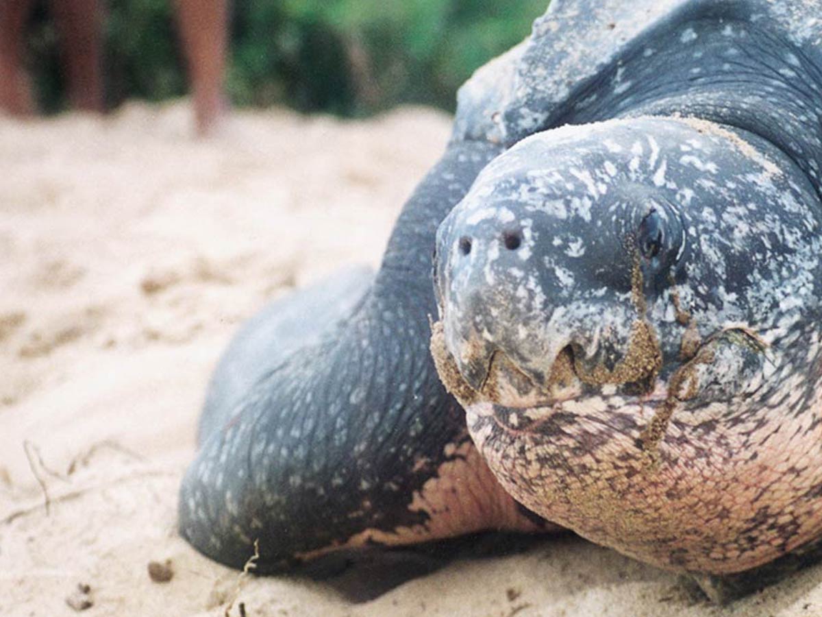 Braamspunt zeeschildpad